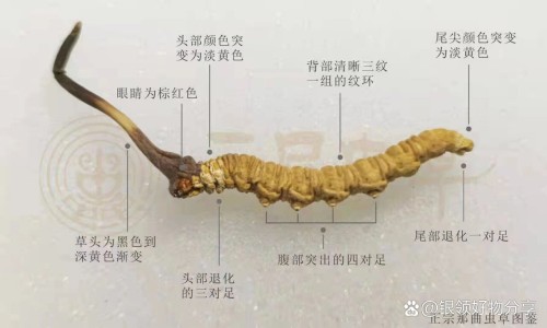 权威胆通片的功效平台,分享专业胆通片对肝有损害吗能吃吗知识_胆通片的副作用网